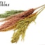 Dried Pampas Plumes | Summer Mix | Colour: Mixed Colours | Pampas Dried Flowers | Length ± 100 centimetres | 5 plumes per bunch | Per bunch