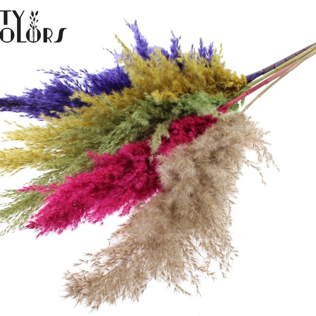 Plumes de Pampas Séchées | Coloré 2 | Couleur : Couleurs Mixtes | Fleurs Séchées Pampas | Longueur ± 100 centimètres | 5 plumes par bouquet | Par bouquet