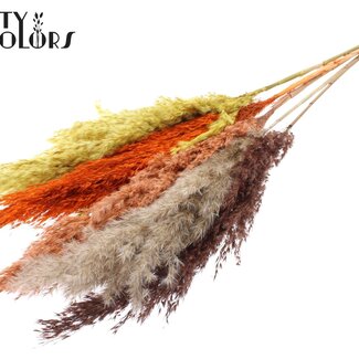 QC Getrocknete Pampasgras Federn | Farbige 3 | Farbe: Gemischte Farben | Pampas Trockenblumen | Länge ± 100 Zentimeter | 5 Federn pro Bund | Pro Bund