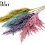 Plumes de Pampas Séchées | Pastel Prism | Couleur : Couleurs Mixtes | Fleurs Séchées de Pampas | Longueur ± 100 centimètres | 5 plumes par bouquet | Par bouquet