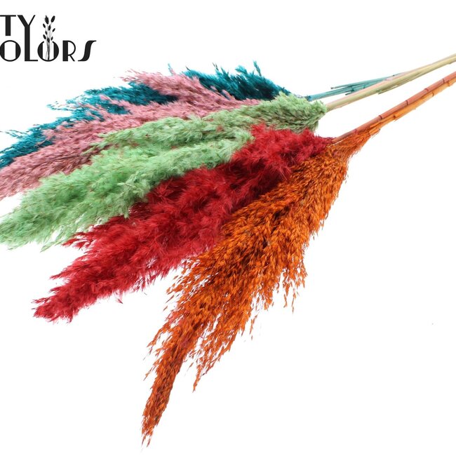Plumes de Pampas Séchées | Sorbet d'Été | Couleur : Couleurs Mélangées | Fleurs Séchées de Pampas | Longueur ± 100 centimètres | 5 plumes par bouquet | Par bouquet