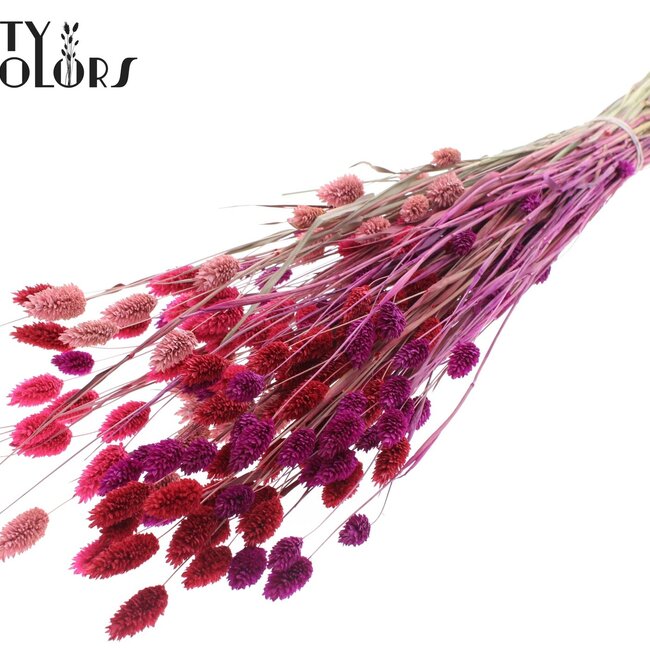 Getrocknete Phalaris | Love Mix | Farbe: Gemischte Farben | Kanariengras Trockenblumen | Länge ± 60 Zentimeter | Gewicht 220 Gramm | Pro Bund