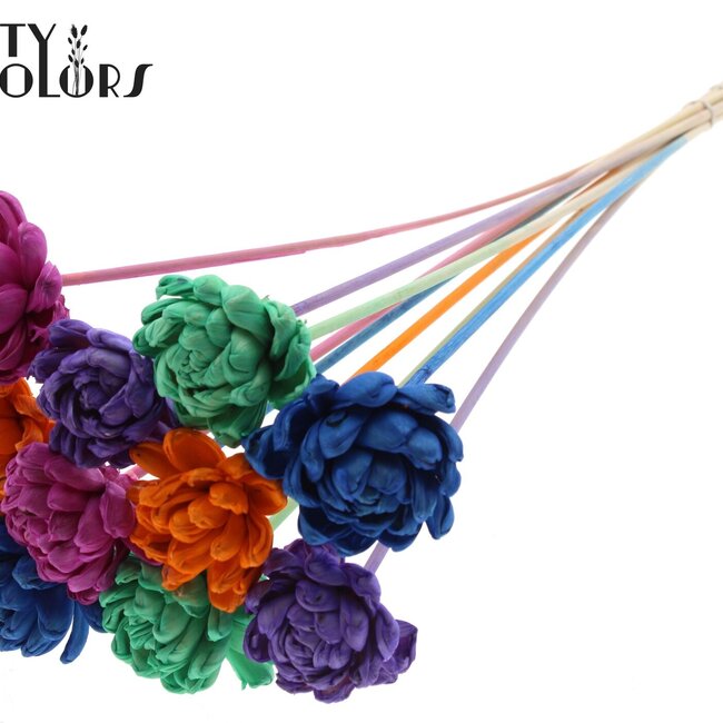 Shola Houten Roos sur tige “Neon Dusk” | Couleur : Couleurs Mélangées | Shola New Beauty Rose Pique-fleur | Diamètre de la rose 6 centimètres | Longueur du pique-fleur ± 50 centimètres | Par 10 piques-fleurs