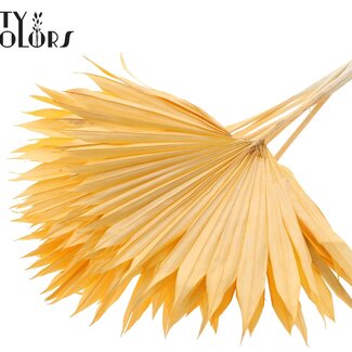 QC Getrocknetes Palmblatt in Fächerform | Farbe: Intensives Lachsrosa | Palm Sun Trockenblumen | Länge ± 50 Zentimeter | Pro 10 Stiele