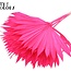 Dried Palm Leaf in Fan Shape | Colour: Intense Cherry Colour | Palm Sun Dried Flowers | Length ± 50 centimetres | Per 10 stems