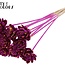 Shola Houten Rose sur tige | Couleur : Moucheté Lilas Jaune | Shola New Beauty Rose Pique-fleur | Diamètre de la rose 6 centimètres | Longueur du pique-fleur ± 50 centimètres | Par 10 piques-fleurs