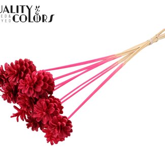 QC Dennenappel op stok | Kleur: Intens Kerskleurig | Diameter dennenappel 5 - 7 centimeter | Lengte ± 50 centimeter | Per 10 bijstekers