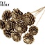 Sliced Pine Cone on Stick | Colour: Antique Gold | Pine Cone Diameter 5 - 7 centimetres | Length ± 50 centimetres | Per 10 inserts
