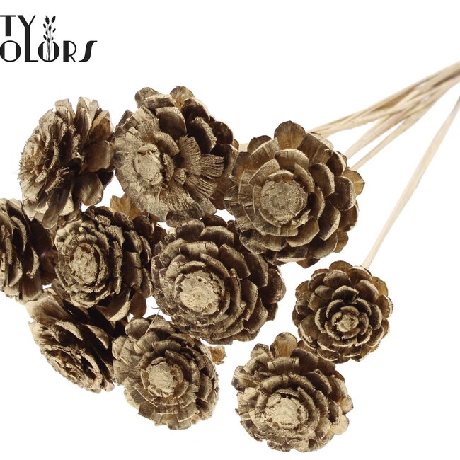 Sliced Pine Cone on Stick | Colour: Antique Gold | Pine Cone Diameter 5 - 7 centimetres | Length ± 50 centimetres | Per 10 inserts