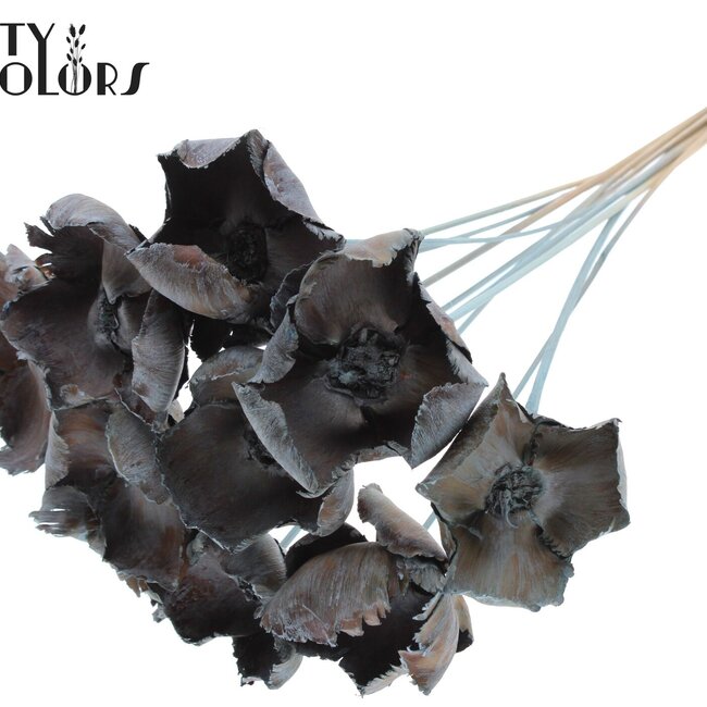 Dried Palm Cup on stem | Colour: Light Blue | Length ± 50 centimetres | Per 10 stems