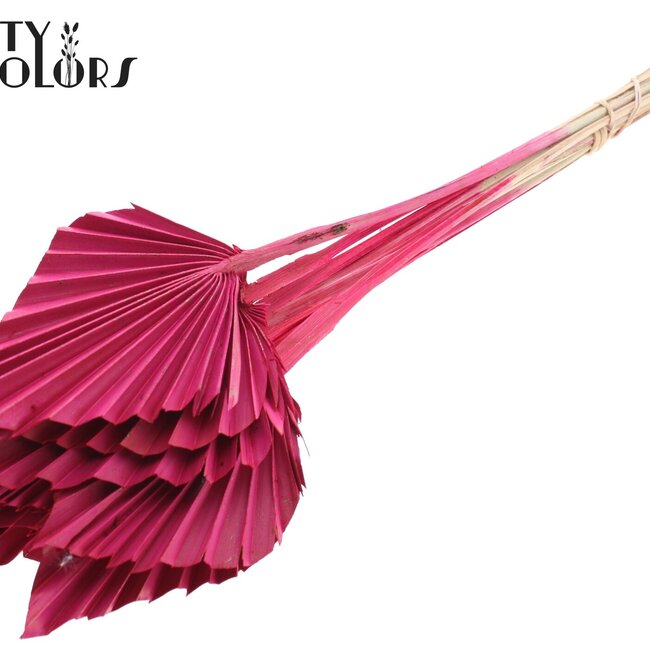 Dried Palm Spear | Colour: Cherry-coloured | Palm leaves in spear shape | Length ± 50 centimetres | Per 10 stems
