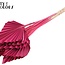 Dried Palm Spear | Colour: Cherry-coloured | Palm leaves in spear shape | Length ± 50 centimetres | Per 10 stems