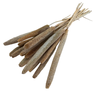 Casa Alegria Naturelle Babala Trockenblumen | Länge ± 65 Zentimeter | Pro 15 Stiele