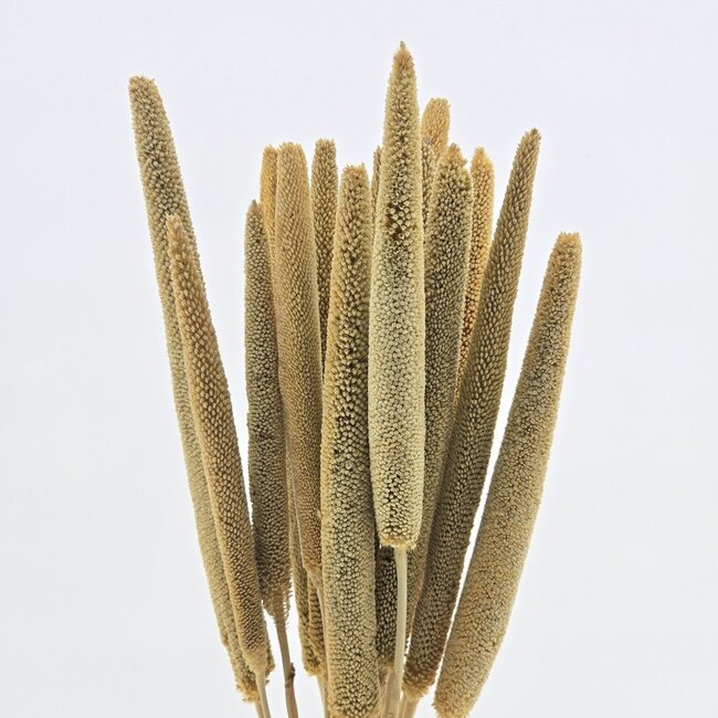 Natural Babala dried flowers | Length ± 65 centimetres | Per 15 stems