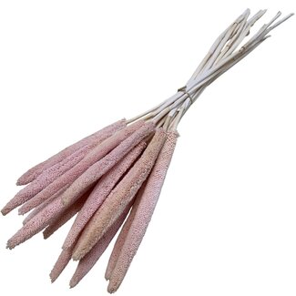 Casa Alegria Extra Light Pink Babala dried flowers | Length ± 65 centimetres | Per 15 stems