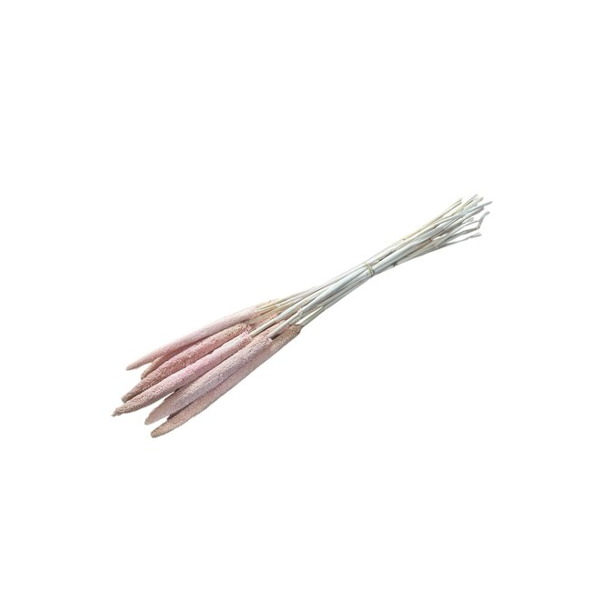 Extra Light Pink Babala dried flowers | Length ± 65 centimetres | Per 15 stems