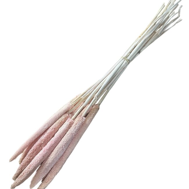 Extra Lichtroze Babala droogbloemen | Lengte ± 65 centimeter | Per 15 takken