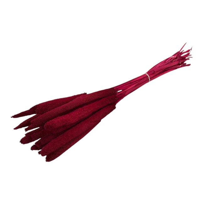 Rote Babala Trockenblumen | Länge ± 65 Zentimeter | Pro 15 Stiele