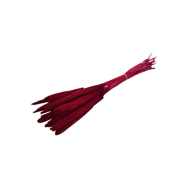 Red Babala dried flowers | Length ± 65 centimetres | Per 15 stems