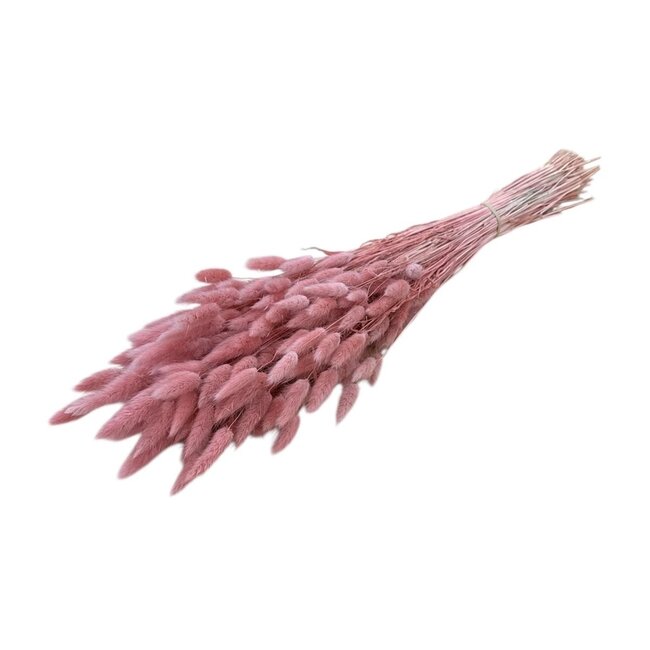 Zalmroze Lagurus droogbloemen | Lengte ± 60 centimeter | Gewicht ± 100 gram