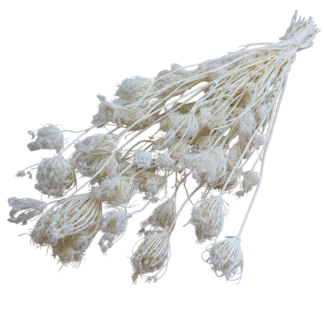 Dolce Vita Wit gebleekte Ammi Majus droogbloemen | Lengte ± 80 centimeter | Gewicht ± 150 gram | Per 10 stelen