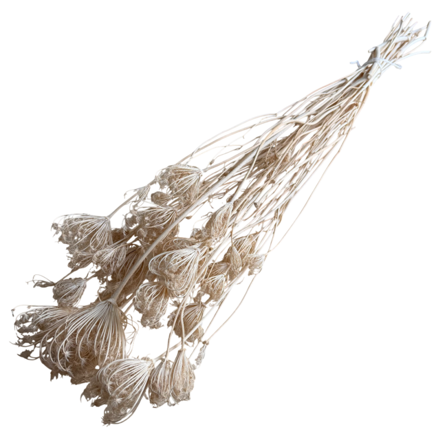 White bleached Ammi Majus dried flowers | Length ± 80 centimetres | Weight ± 150 grams | Per 10 stems