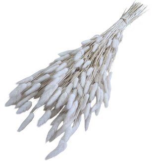 Casa Alegria Wit gebleekte Lagurus droogbloemen | Lengte ± 65 centimeter | Gewicht ± 100 gram