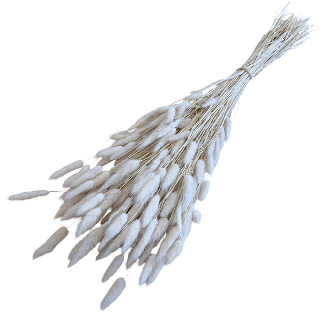 Wit gebleekte Lagurus droogbloemen | Lengte ± 65 centimeter | Gewicht ± 100 gram
