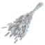 Wit gebleekte Lagurus droogbloemen | Lengte ± 65 centimeter | Gewicht ± 100 gram
