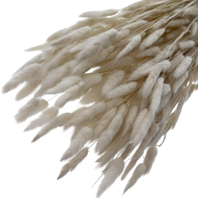 Wit gebleekte Lagurus droogbloemen | Lengte ± 65 centimeter | Gewicht ± 100 gram