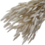 Wit gebleekte Lagurus droogbloemen | Lengte ± 65 centimeter | Gewicht ± 100 gram