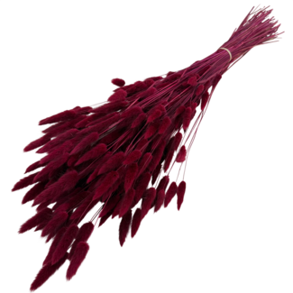 Casa Alegria Bordeaux Red Lagurus Dried Flowers | Length ± 70 centimetres | Weight ± 100 grams