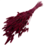Bordeauxrode Lagurus droogbloemen | Lengte ± 70 centimeter | Gewicht ± 100 gram