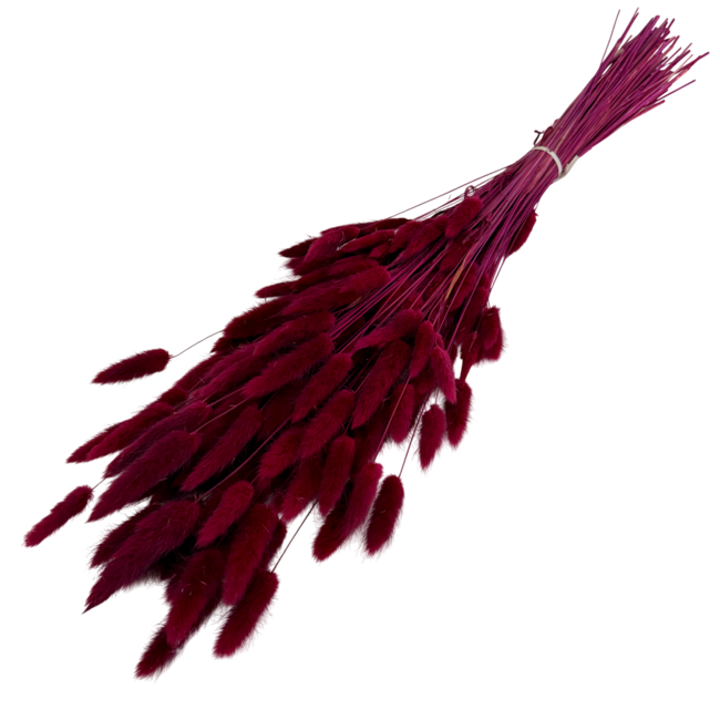 Bordeauxrode Lagurus droogbloemen | Lengte ± 70 centimeter | Gewicht ± 100 gram