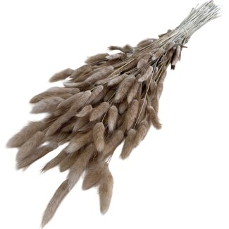 Casa Alegria Naturelle Lagurus droogbloemen | Lengte ± 70 centimeter | Gewicht ± 100 gram