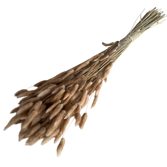 Naturelle Lagurus droogbloemen | Lengte ± 70 centimeter | Gewicht ± 100 gram