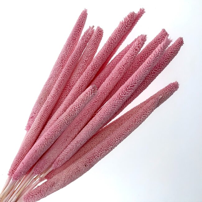 Light Pink Babala Dried Flowers | Length ± 65 centimetres | Per 15 stems