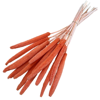 Casa Alegria Oranje Babala Trockenblumen | Länge ± 65 Zentimeter | Pro 15 Zweige