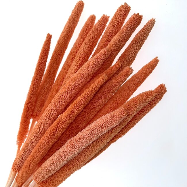 Orange Babala dried flowers | Length ± 65 centimetres | Per 15 stems