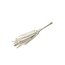 White bleached Babala dried flowers | Length ± 65 centimetres | Per 15 stems