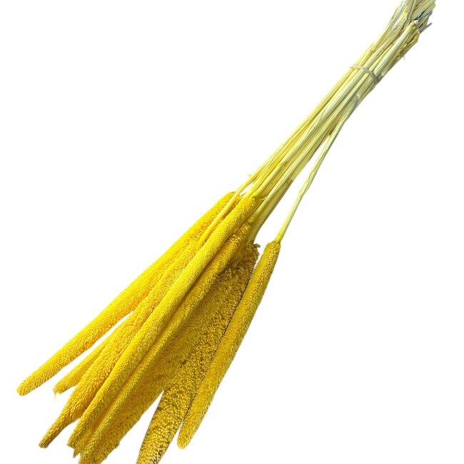 Yellow Babala dried flowers | Length ± 65 centimetres | Per 15 stems