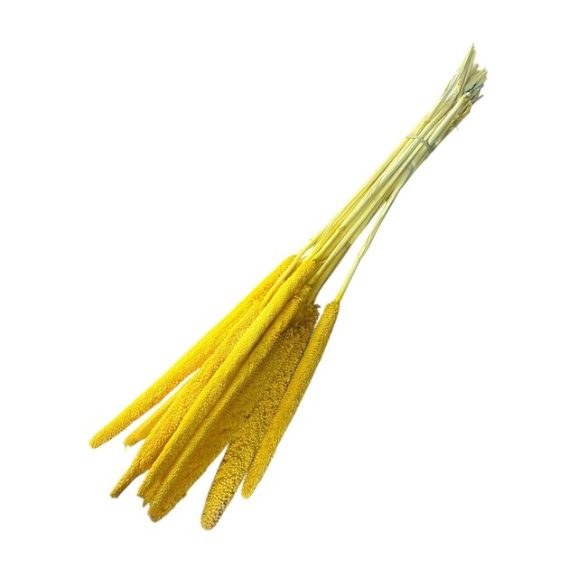 Yellow Babala dried flowers | Length ± 65 centimetres | Per 15 stems