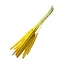 Yellow Babala dried flowers | Length ± 65 centimetres | Per 15 stems