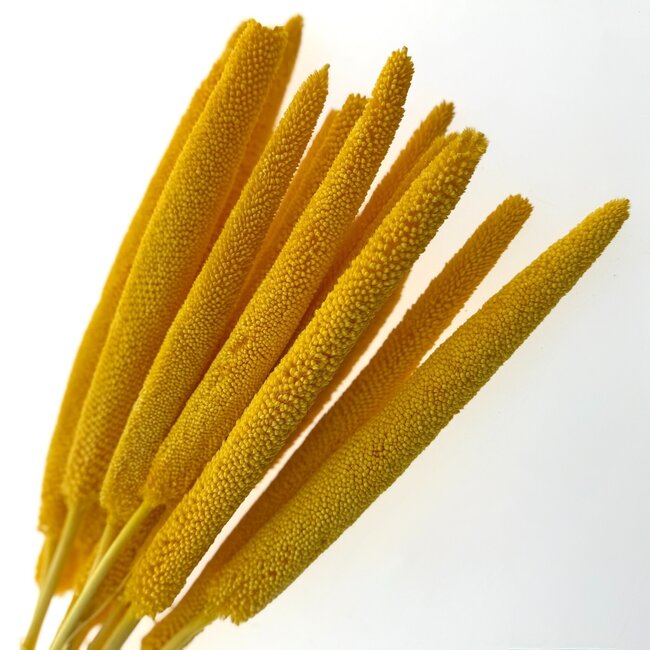 Yellow Babala dried flowers | Length ± 65 centimetres | Per 15 stems