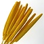 Yellow Babala dried flowers | Length ± 65 centimetres | Per 15 stems