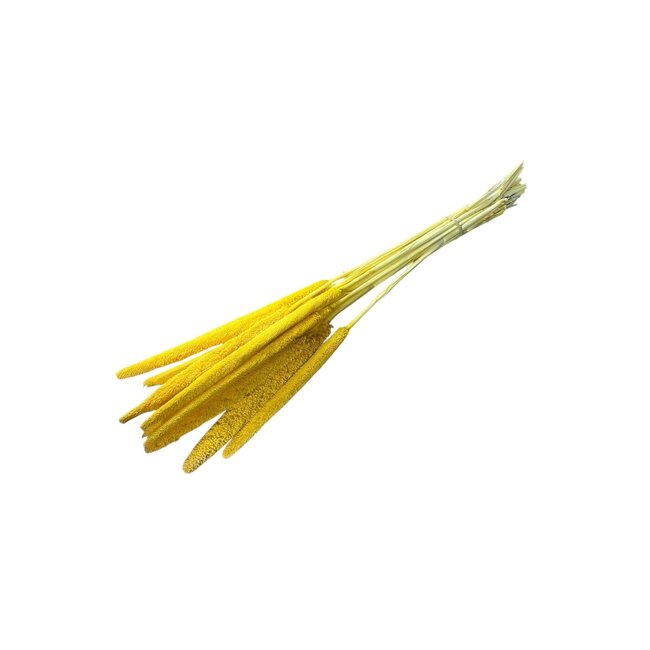 Yellow Babala dried flowers | Length ± 65 centimetres | Per 15 stems