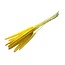 Yellow Babala dried flowers | Length ± 65 centimetres | Per 15 stems