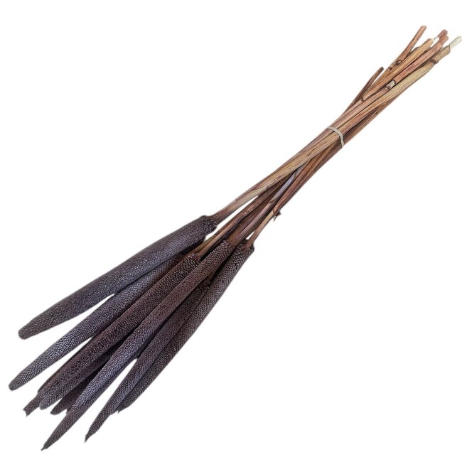 Chocoalade Babala dried flowers | Length ± 65 centimetres | Per 15 stems