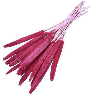 Casa Alegria Fuchsia-rosa Babala Trockenblumen | Länge ± 65 Zentimeter | Pro 15 Stiele