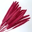 Fuchsia-roze Babala droogbloemen | Lengte ± 65 centimeter | Per 15 takken